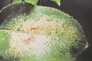 海棠烂叶的原因及处理方法（海棠烂叶问题的产生及解决方案）