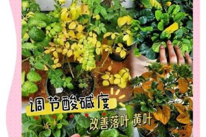 酸性花卉养殖技巧（了解酸性花卉的特点与需求，掌握养殖要点）
