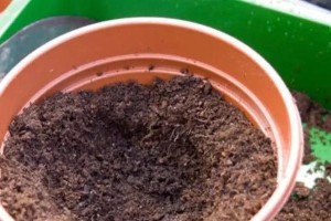 植物树叶向下了怎么办？（保护植物生长的关键措施与方法）
