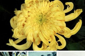 探索菊花之美（菊花的多彩世界与表达之道）