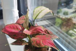 吉祥如意植物养护指南（迎接好运的绿色秘籍）