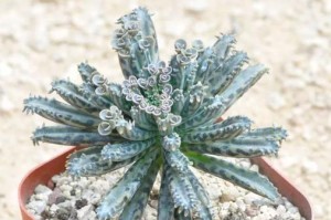 探秘落地生根植物的奇妙世界（揭开落地生根植物的科学面纱，了解它们的分类、特点及应用价值）