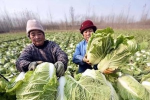 北方大白菜种植时间选择指南（如何选择最佳种植时间，让大白菜生长得更好？）