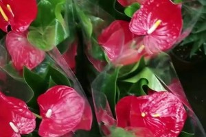 火鹤水培指南（掌握关键步骤，助您成功种植火鹤）