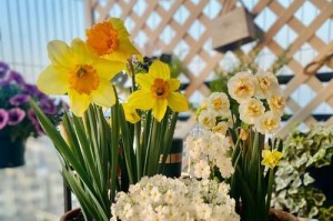 室内花凋谢的处理方法（保持室内花卉的长久美丽）