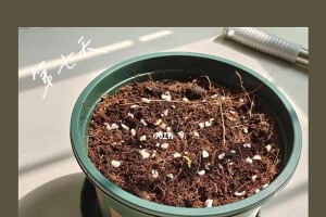 波斯菊种子发芽的时间和方法（了解波斯菊种子发芽的秘密，让你种出美丽多彩的花卉）