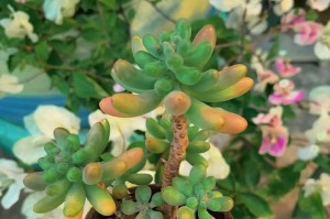 探索肉肉植物的栽培之道（打造独特的肉肉植物园，享受自然之美）