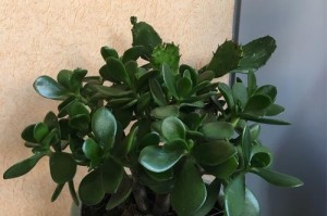 燕子掌的养殖技巧及花期管理（培育繁花盛开的燕子掌——如何让燕子掌成为花园的瑰宝）