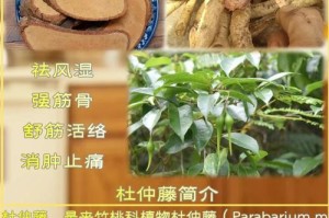 杜仲盆栽的养护技巧（打造健康繁茂的杜仲盆栽，享受绿色生活）