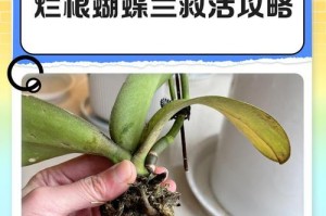 蝴蝶兰根发黄了怎么办？（教你拯救患病蝴蝶兰，让它重新焕发生机！）