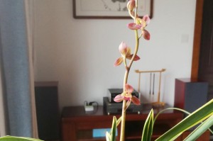 如何养护矮种兰花？（详细了解矮种兰花的生长环境和养殖技巧）