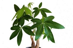 如何让发财树度过寒冬（发财树的保暖措施及养护要点）