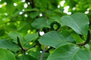 白玉兰叶子发现黑斑，怎么回事？——探究白玉兰叶子黑斑成因及应对方法