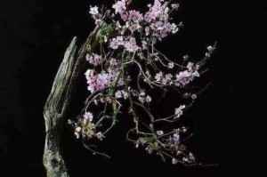 梅花培育的技巧与方法（以梅花怎么培育为主题的全面指南）