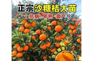 橙子的种植时间与技巧（掌握正确的播种时间和技巧，让橙子更加丰收）