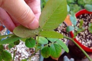 室内花草长蚜虫的防治方法（轻松解决室内花草长蚜虫问题的实用技巧）