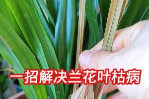 草兰花叶子发黄怎么办？寻找解决方法！（草兰花叶子发黄，可能是什么原因？如何处理？）