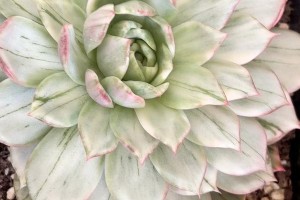 多肉锦的生成过程及关键因素（探索多肉锦的形成机制与培育要点）