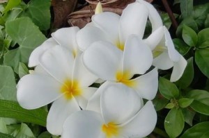 鸡蛋花冬天为何掉叶子？（冬季养护技巧及病虫害防治）