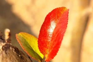 海棠花的越冬管理方法（如何让海棠花温暖度过冬天）