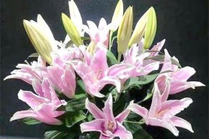 百合花的醒花方法（让你的百合花绽放出美丽的花朵的小窍门）