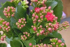 长寿花的光照要求（喜阳还是喜阴？）