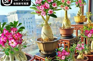 盆栽植物肥养之道（掌握正确的施肥方法，让盆栽常开花）