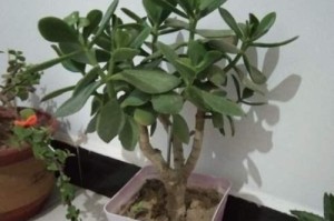 燕子掌的开花之谜（探索燕子掌开花的奥秘，解读它的生长规律与繁殖方式）