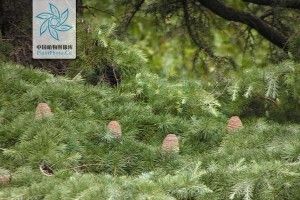 雪松的养护技巧（让你的雪松长得又高又大）