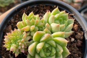 麦秆多肉的养护技巧（打造麦秆多肉最佳状态，轻松养活麦秆多肉）