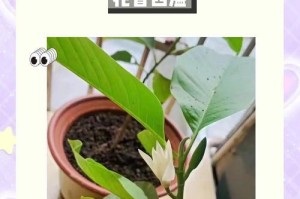 白兰花盆栽的养殖秘籍（白兰花盆栽的生长环境、浇水、施肥和疾病防治）