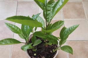 如何确保百香果苗的成活率？（百香果苗的种植技巧与注意事项）