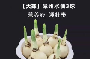 水仙花的种子有哪些特征？（探寻水仙花的繁殖之谜）