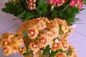 长寿花太高如何剪？（剪枝技巧帮您解决难题）