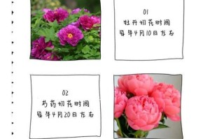 大滨菊盛开，美丽秋日等你来赏（揭秘大滨菊开花时间及赏花技巧）