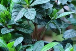 如何科学养护酸性花卉（掌握关键技巧，打造迷人花园）