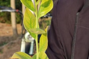 蓝莓叶子发蔫的原因及解决方法（如何识别蓝莓树叶子发蔫的症状及应对方法）
