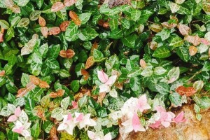 花叶络石