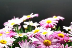 绿菊花种植全攻略（从选种到养护，打造美丽的绿菊花盆栽）