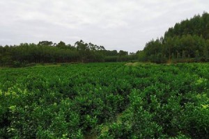 沙糖桔种植的季节与技巧（了解沙糖桔的生长环境与特点）