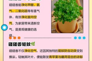 探秘碰碰香的种植技巧（培养出香气浓郁的碰碰香，从这些技巧开始）