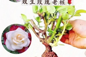 玫瑰盆栽浇水技巧大揭秘（几天浇一次水最为合适，如何正确浇水，让你的玫瑰盆栽更加健康？）