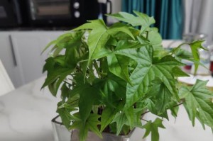 地瓜花养殖技巧大揭秘（掌握养殖时间，打造美丽花园）