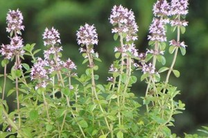 芬芳馥郁，探寻芳香类花卉之美（从蔷薇到迎春，这些花开得最甜）