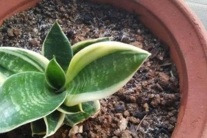 虎皮兰叶片种植指南（以虎皮兰叶片种植方法为主，轻松打造绿意盎然的家居花园）