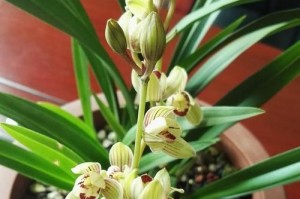 米醋浇兰花？不错的选择！（用米醋为兰花添绿，你需要了解这些！）
