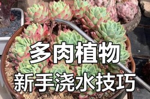 浇水技巧（掌握适当的浇水技巧，帮助多肉发新根）