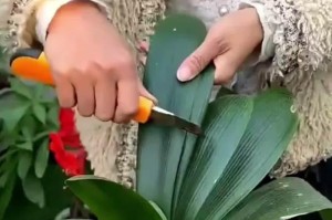绿萝迁移指南（从选址到植株保护，全方位教你如何成功迁移你的绿萝。）