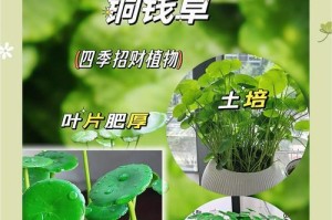 如何种植金钱草？（金钱草的种植方法及养护技巧）