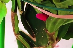 小株蟹爪兰种植指南（打造美丽室内盆景，栽培蟹爪兰从零开始）